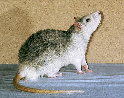 Стандартная крыса
