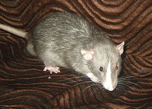 Крыса с разными глазами